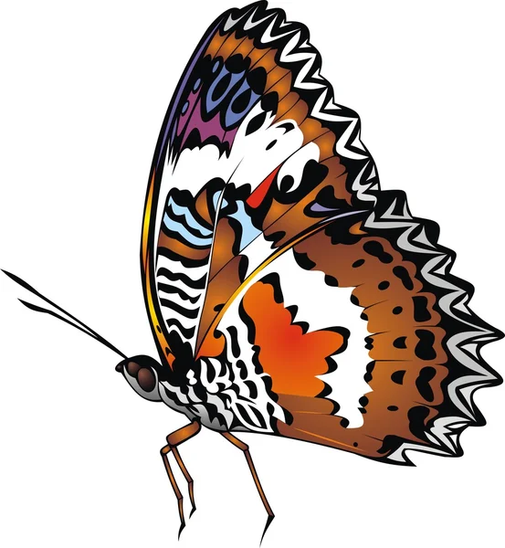 Belleza mariposa aislada — Vector de stock