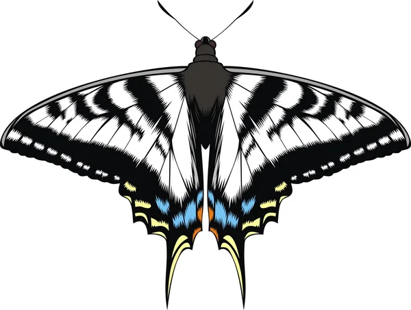 Farfalla di bellezza isolato — Vettoriale Stock