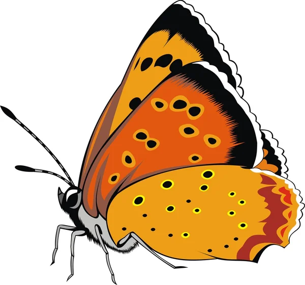 Belleza mariposa aislada — Archivo Imágenes Vectoriales