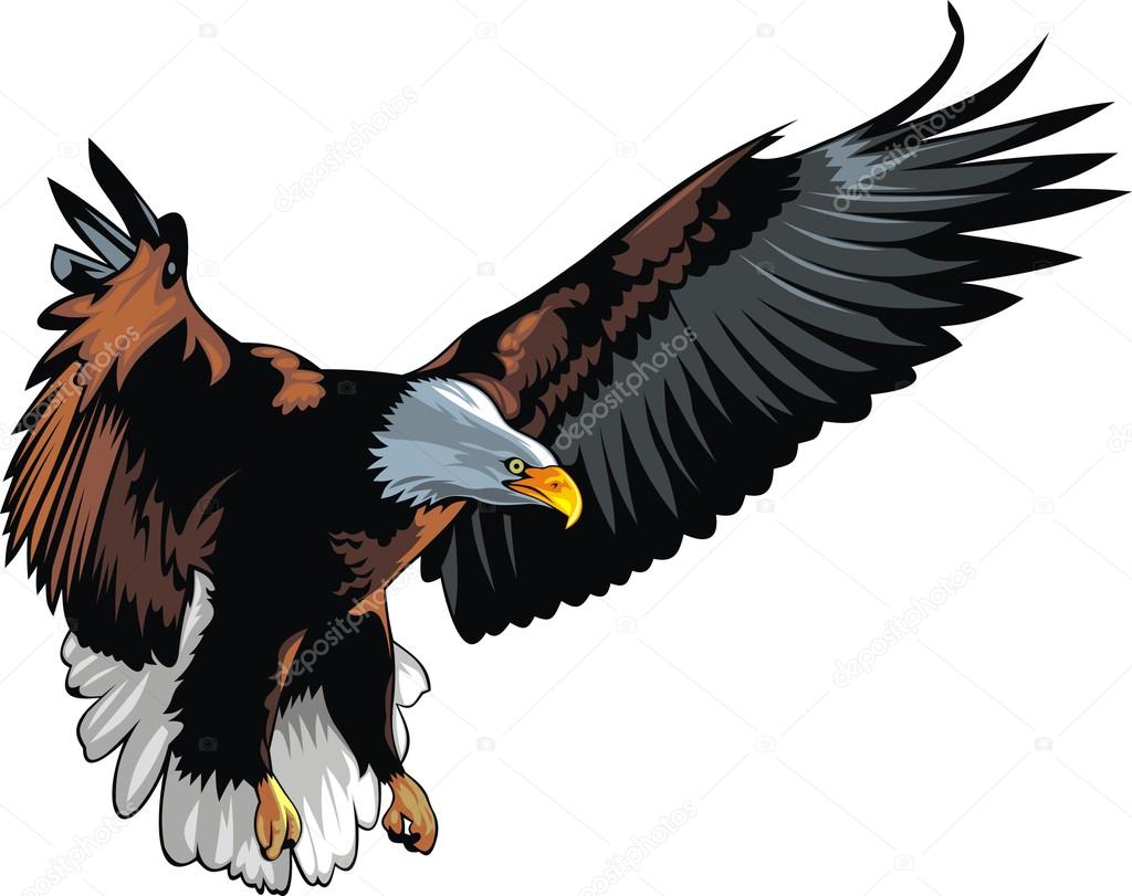 nice eagle isolated