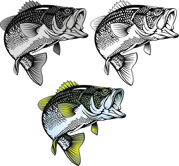 Bass ryby izolované — Stockový vektor