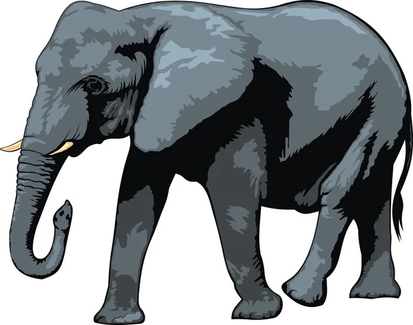 Grote mooie olifant — Stockvector