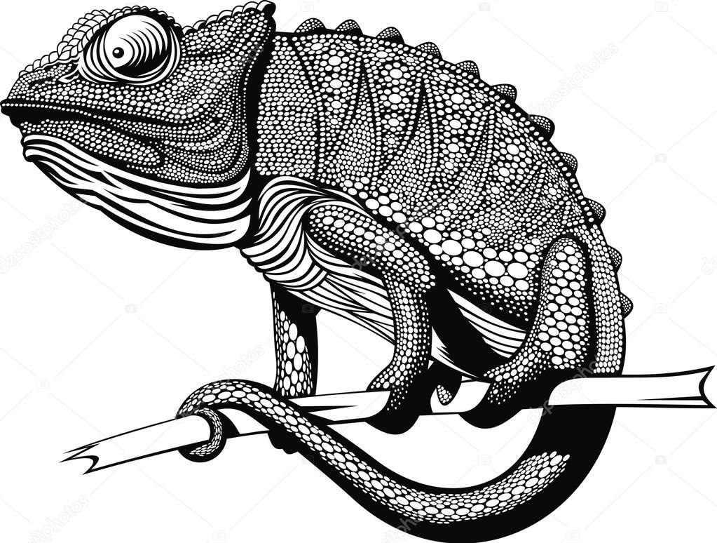 animales blanco y negro chameleon ??? Vector de stock ?? pepeemilio2