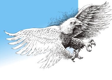 Amerikan kartalı izole