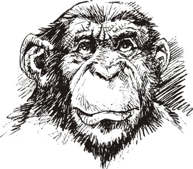 şempanze maymun kafası