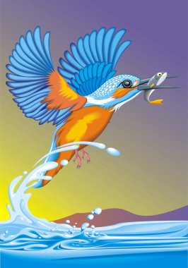 Kingfisher kuş Nehri üzerinde