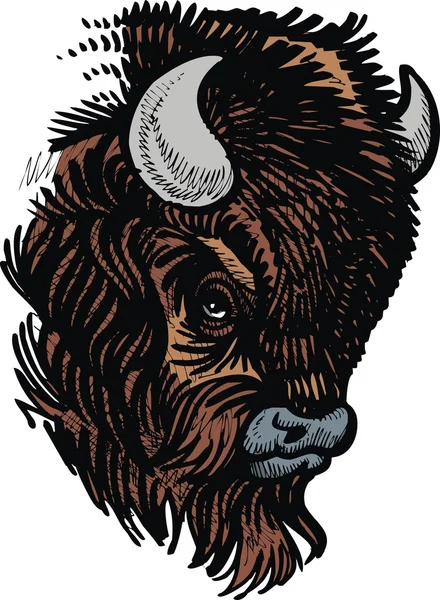 Head of bull — Stock Vector