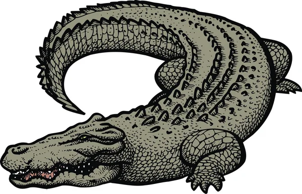 Groot gevaar alligator — Stockvector