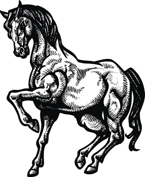 Beau cheval isolé — Image vectorielle
