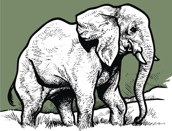 Zwarte en witte olifant — Stockvector