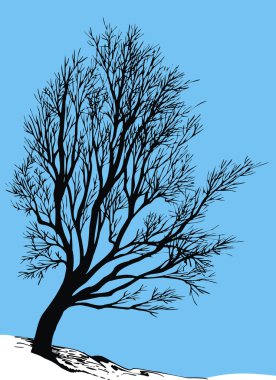 Arka plan olarak mavi gökyüzü ile kuru ağaç