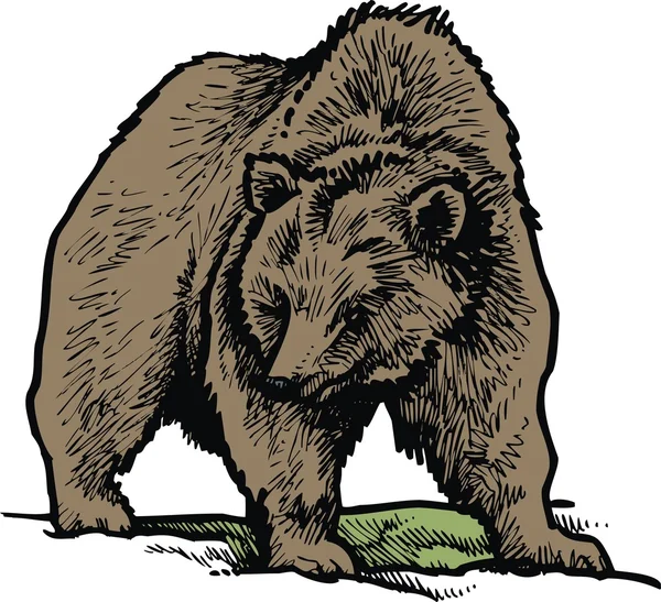 Medvěd hnědý, samostatný — Stockový vektor