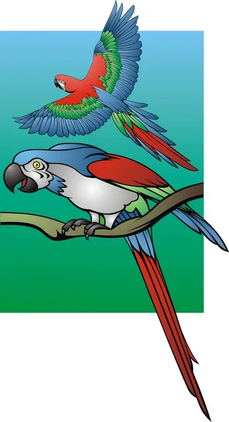 Zwei Papageien auf farbigem Hintergrund — Stockvektor