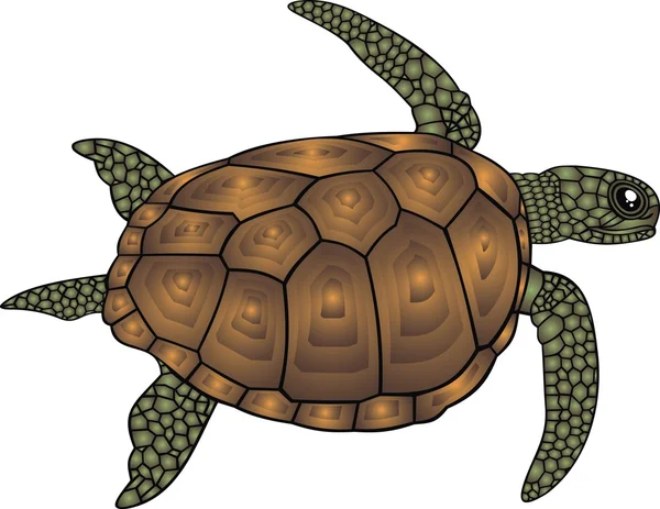 Tortuga de agua aislada — Vector de stock