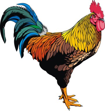 rooster clipart