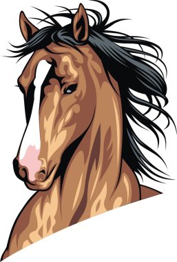 head of brown horse  clipart