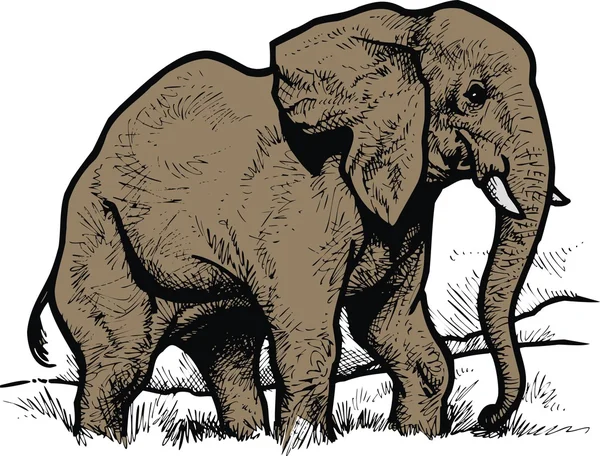 Vild elefant — Stock vektor
