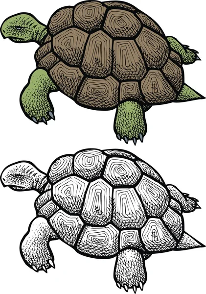 Tortuga silvestre — Archivo Imágenes Vectoriales