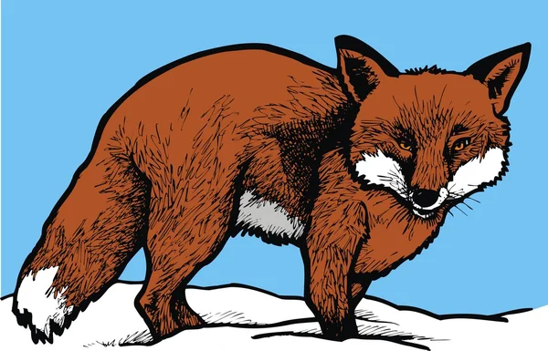 狐狸在冬天 — 图库矢量图片