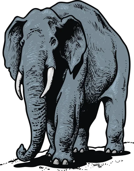 Elefante — Archivo Imágenes Vectoriales