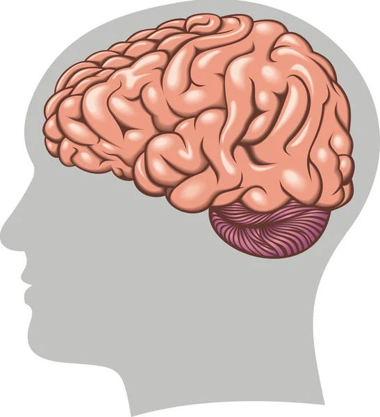 Cerveau humain isolé — Image vectorielle