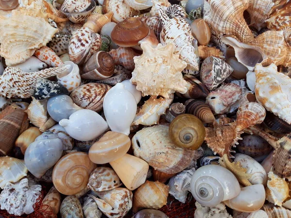 Çok Renkli Deniz Kabukları Koleksiyonu — Stok fotoğraf