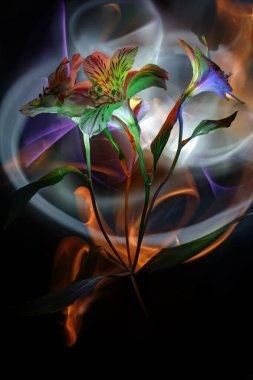 Alstroemeria, ışık ve doğaçlamayla renklendirilmiş siyah arkaplan üzerindeki çok renkli ışıkla..
