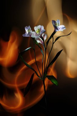 Alstroemeria, ışık ve doğaçlamayla renklendirilmiş siyah arkaplan üzerindeki çok renkli ışıkla..