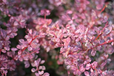 Çalılıklarda pembe ve beyaz yapraklar