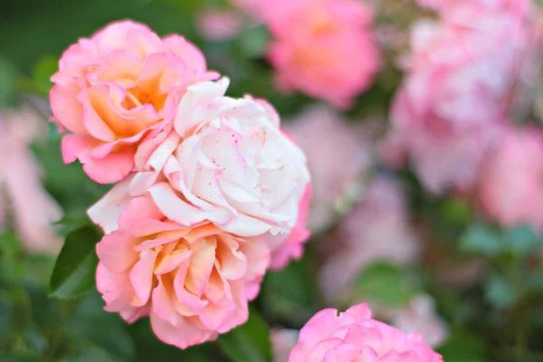 Bunch Pink Roses — Stock Photo, Image