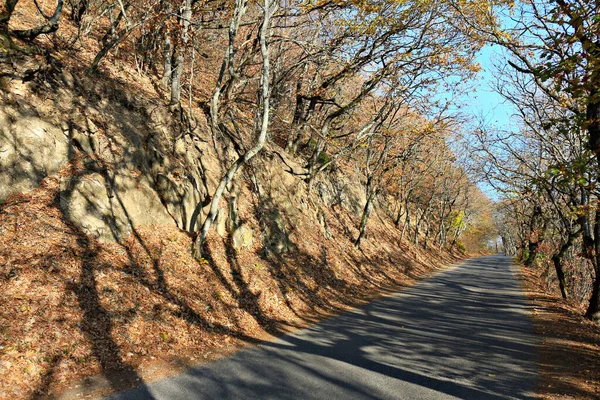 Baum Auf Dem Feld — Stockfoto