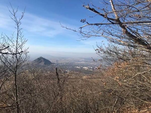 山の中の木 — ストック写真