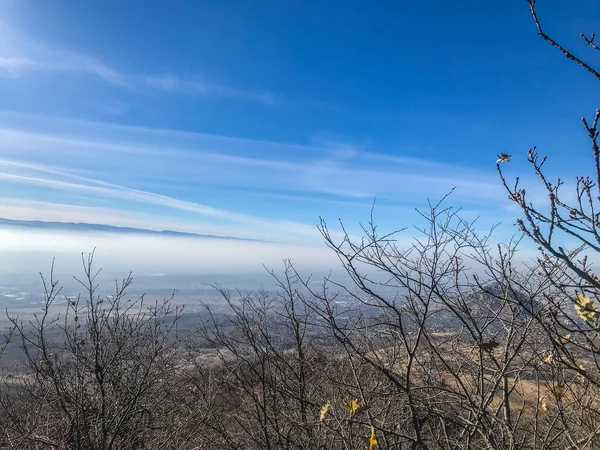 Baum Himmel — Stockfoto