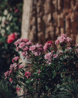 Bir demet pembe gül