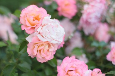 Bir demet pembe gül