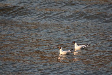 İki martı dalgaların üzerinde yüzer.