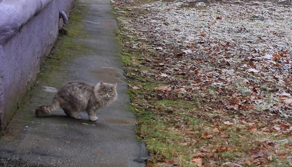 Katze Auf Dem Boden — Stockfoto