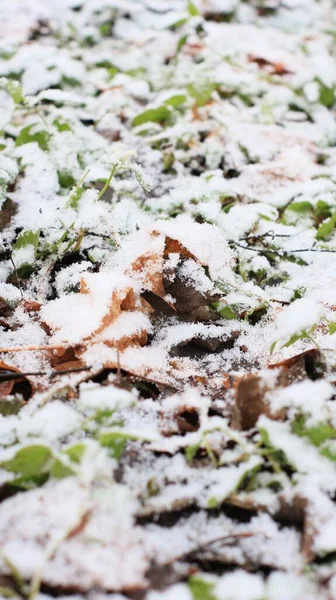 Follaje Amarillo Verde Nieve —  Fotos de Stock