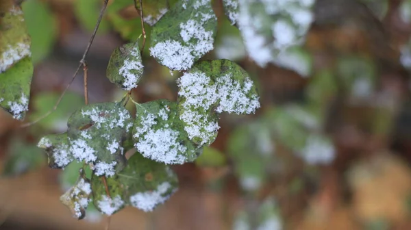 Folhagem Verde Neve — Fotografia de Stock