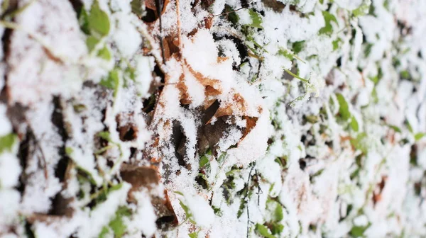 Folhagem Amarela Verde Neve — Fotografia de Stock