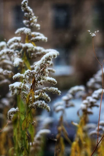 雪に覆われた木の枝 — ストック写真