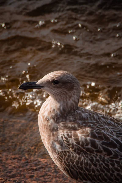 位于圣彼得堡涅瓦河畔的布朗鸥 — 图库照片