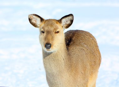 Kışın geyik doe üzerinde beyaz kar