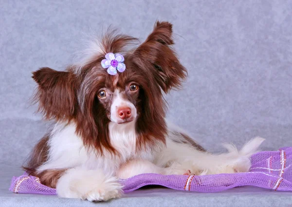 Bir yay ile şirin köpek. Çin Tepeli. Tüylü köpek gri bir arka plan üzerinde yalan. Güzel beyaz ve kahverengi hayvan.