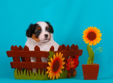 Sonbahar sepet içinde şirin köpek yavrusu. Phalen köpek doğurmak.