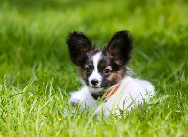 Aranyos kiskutya Papillon feküdt a zöld fű. — Stock Fotó