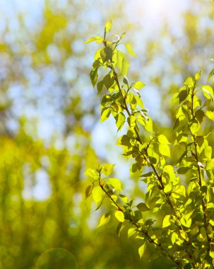 Güzel bir kavak bulanık bir arka plan üzerinde Şubesi.