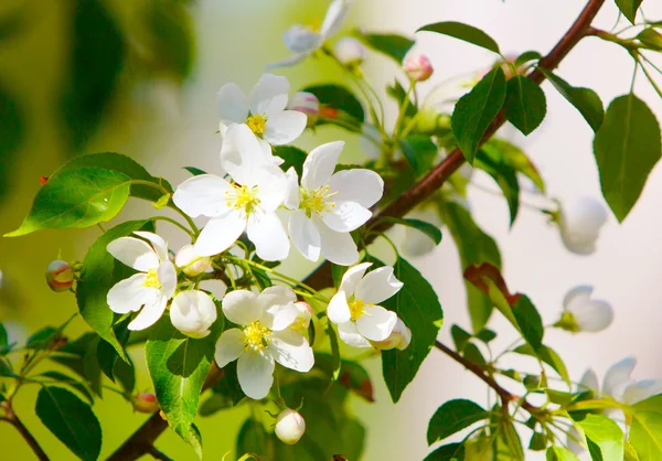 Květiny na větvi Apple. Krásné bílé květy. — Stock fotografie