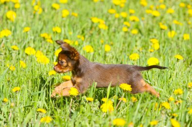 Yeşil çimenlerin üzerinde atlama active köpek yavrusu. Rus oyuncak