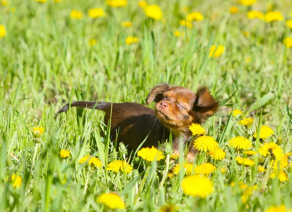 Sevimli Kırmızı Köpek Sarı Dandelions Arka Plan Üzerinde Poz Küçük — Stok fotoğraf